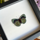 Charles Darwin Butterfly Frame - Verso