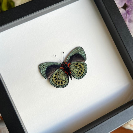 Charles Darwin Butterfly Frame - Verso