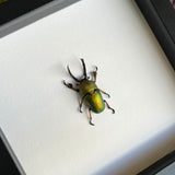Green Stag Beetle Frame