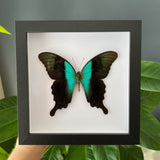 Adamantius Swallowtail Frame