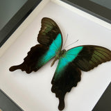 Adamantius Swallowtail Frame